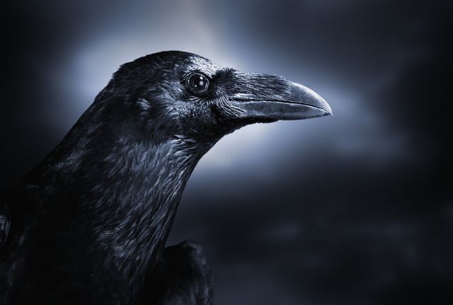 picture of crow